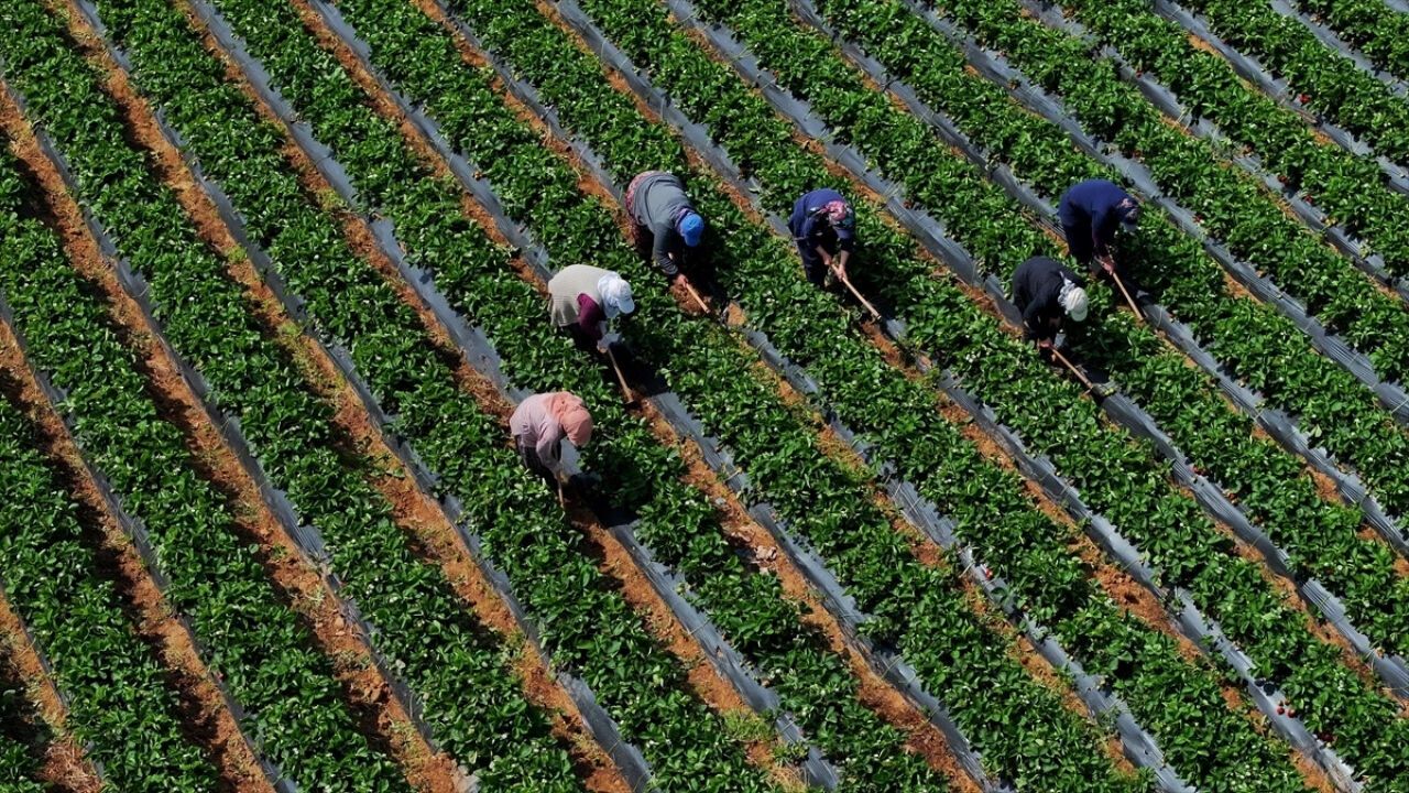 Çiftçiye Müjde: 12,3 Milyar Liralık Ödeme Yarın Başlıyor