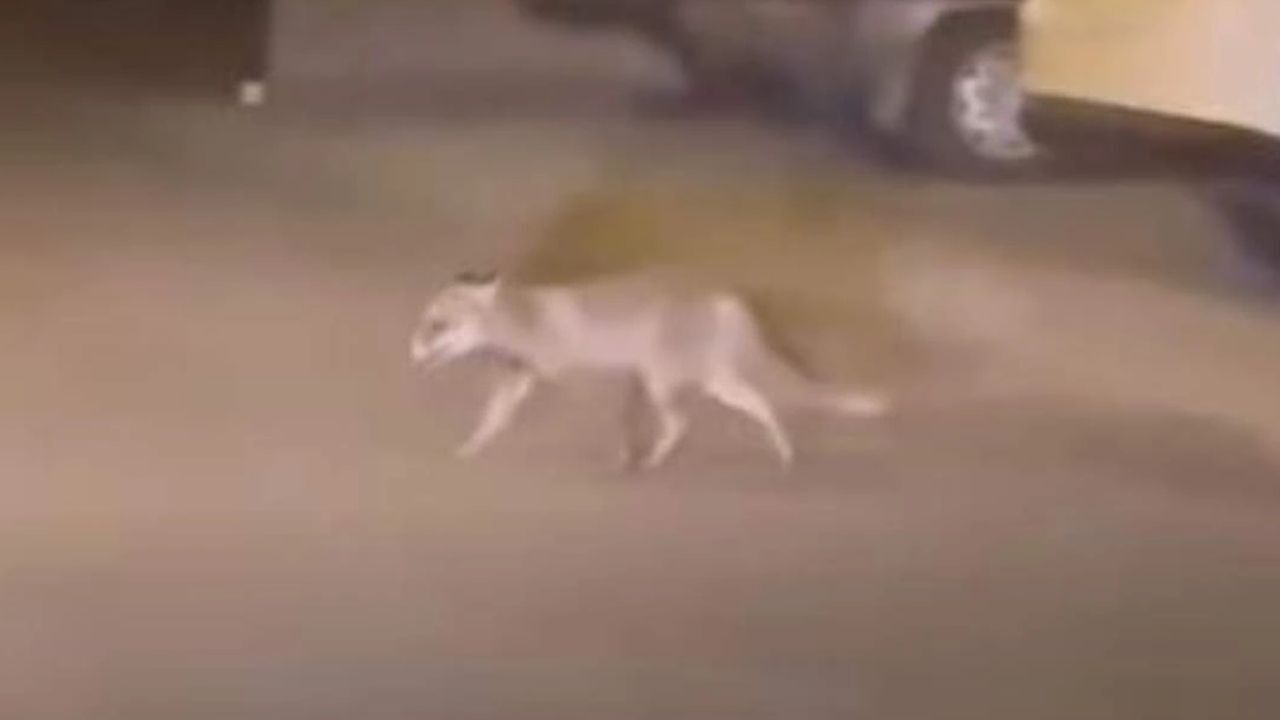 Beypazarı’nda Yiyecek Arayan Tilki Mahalle Arasında Görüntülendi