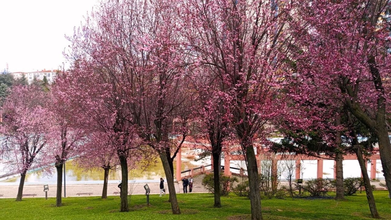Ankara Dikmen Vadisi Baharla Buluştu