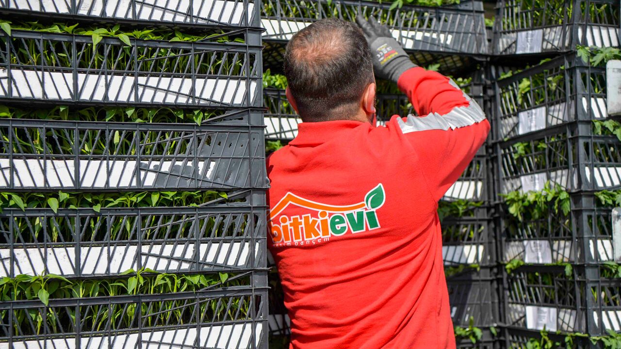 Ankaralı Çiftçi Yüzde 50 Hibeli Domates ve Biber Fidesine Kavuştu