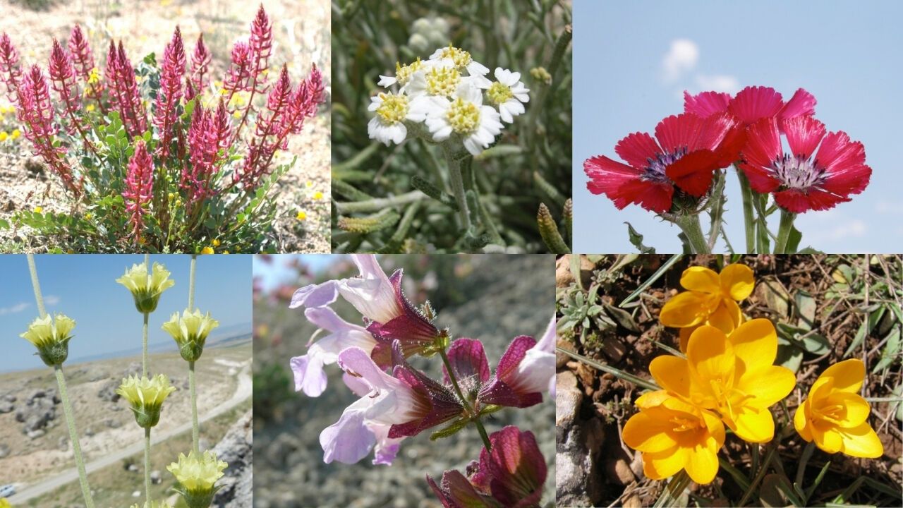 Ankara’ya Özgü 11 Özel Çiçek Türü