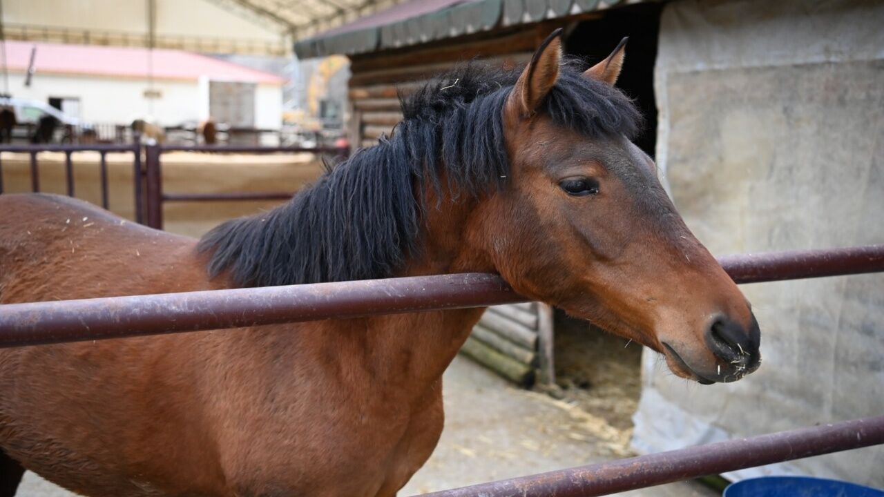 Ankara’nın En Büyük Evcil Hayvan Parkı Mamak’ta Açılıyor