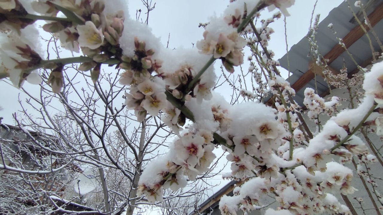 Beypazarı'nda Kar Yağışı Çiçek Açan Meyveleri Vurdu