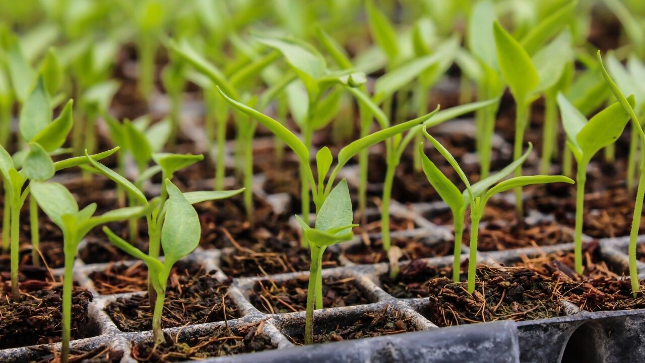 Beypazarı’nda Çiftçiye Yüzde 50 Hibe Fide Desteği Başladı