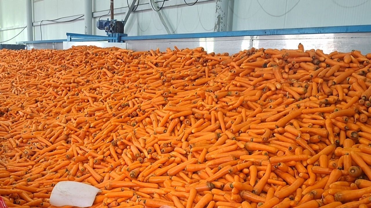 Beypazarı’nda Havuç Üretiminde Hedef 126 Bin Ton