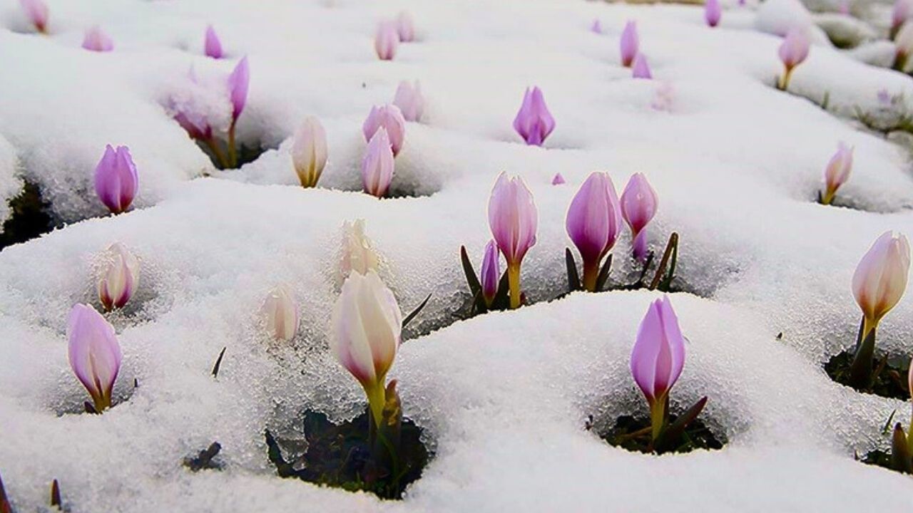 Çiğdemler Baharın Gelişini İlk Çiçeklerle Müjdeledi
