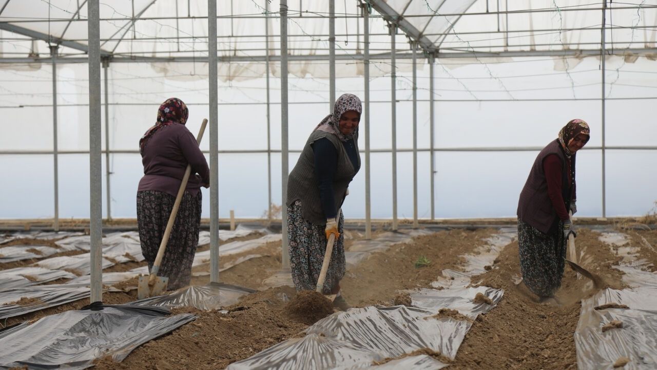 Çubuk Domatesinde Yeni Sezon Heyecanı Seralarda Başladı