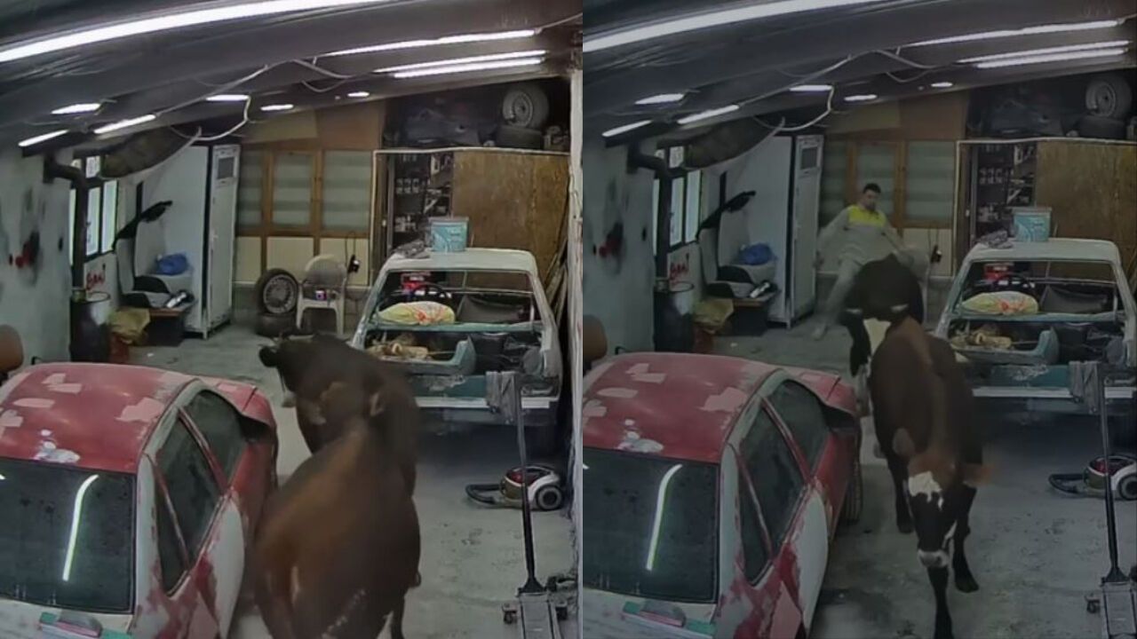 Elmadağ’da Ahırdan Kaçan Büyükbaşlar Oto Tamirhaneye Girdi