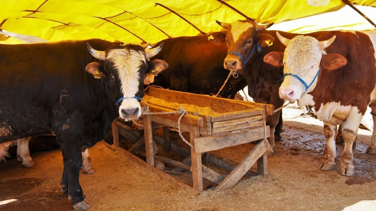 Keçiören’de Kurban Satış Alanı için Başvurular Başlıyor