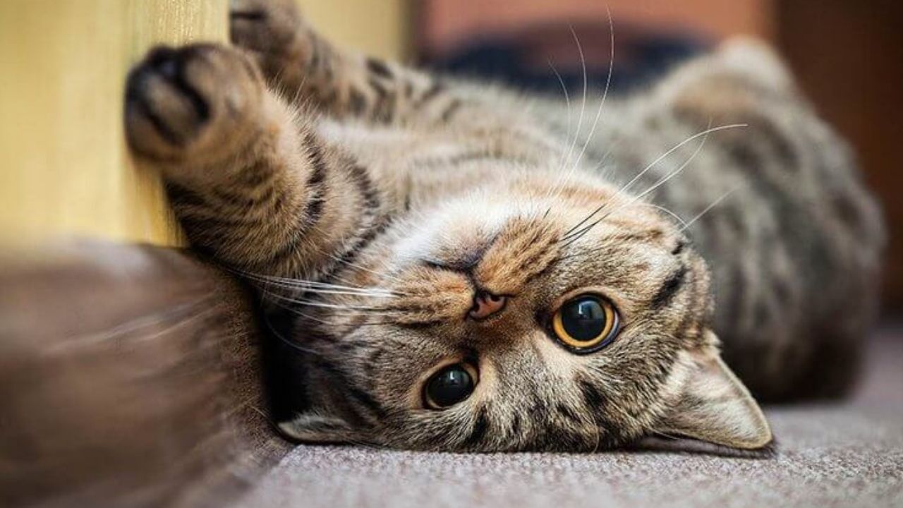 Kediler Neden Mırlar?