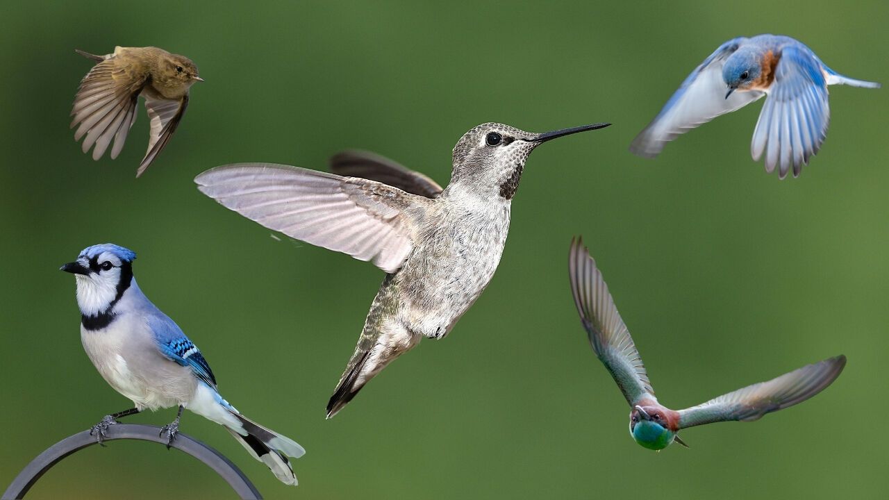 Kuşlar Nasıl Uçar? Her Kuş Neden Uçamaz?