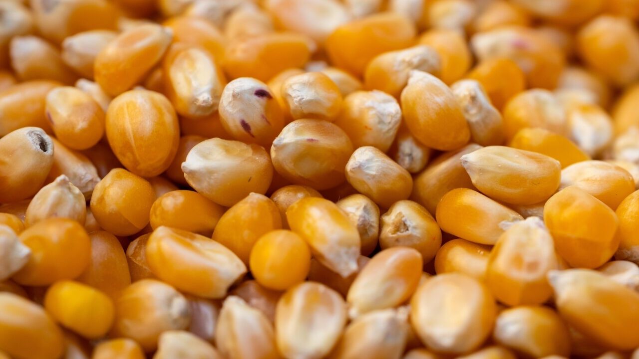 Mısır İthalatında Yüzde 5 Vergi Dönemi Başladı