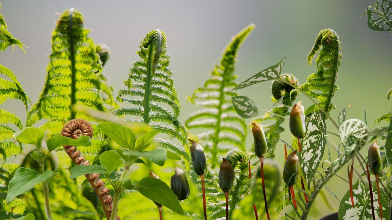 Son Yıllarda Nesli Tükenen Bitki Türleri Açıklandı
