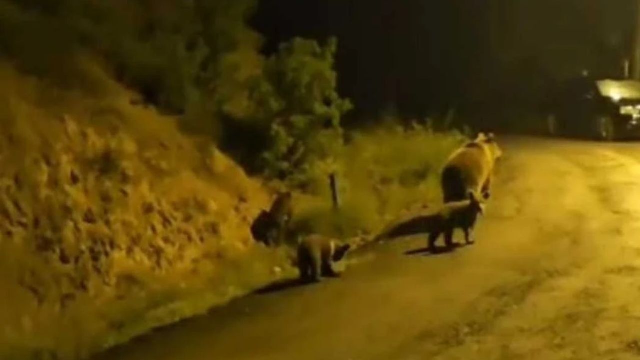 Kızılcahamam'da Ormanla İç İçe Yaşayan Vatandaş Ayı Yavrularını Görüntüledi