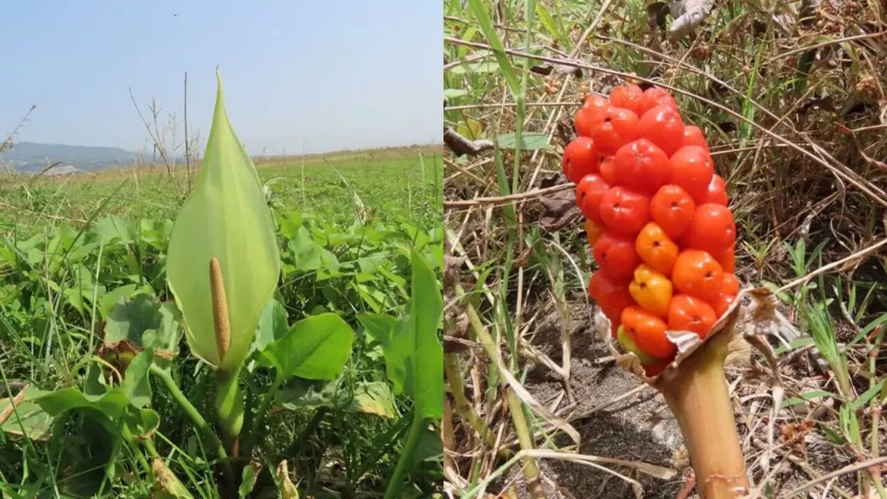 Hatay’da Yeni Bitki Türü Keşfedildi: Arum Milleyhanum