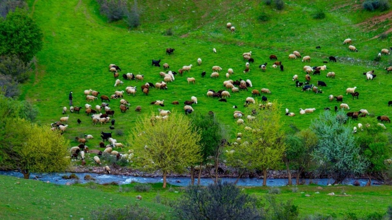 Yağışlar Küçükbaş Hayvancılığa Nefes Oldu