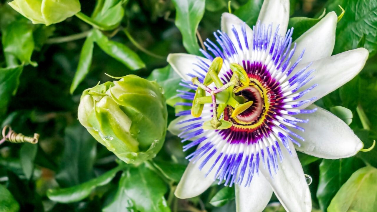 Passiflora Nedir? Çarkıfelek Çiçeğinin İlginç Hikayesi