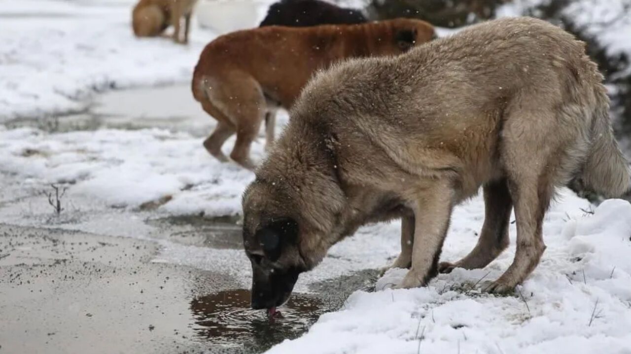 Ankara’da Toplanan Sokak Hayvanı Sayısı 52 Bin Oldu