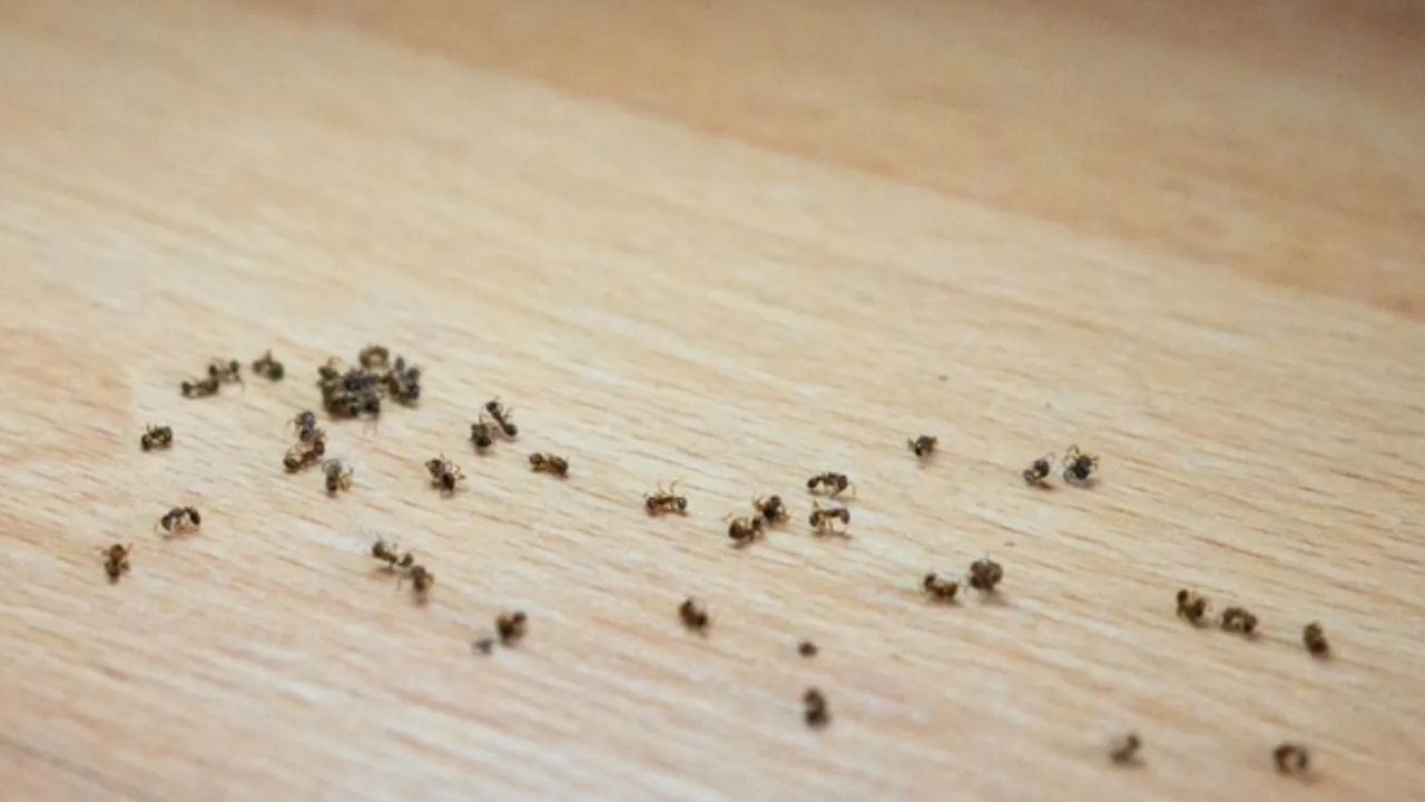 Evlerde Karınca İstilası Nasıl Başlar ve Durdurulur?