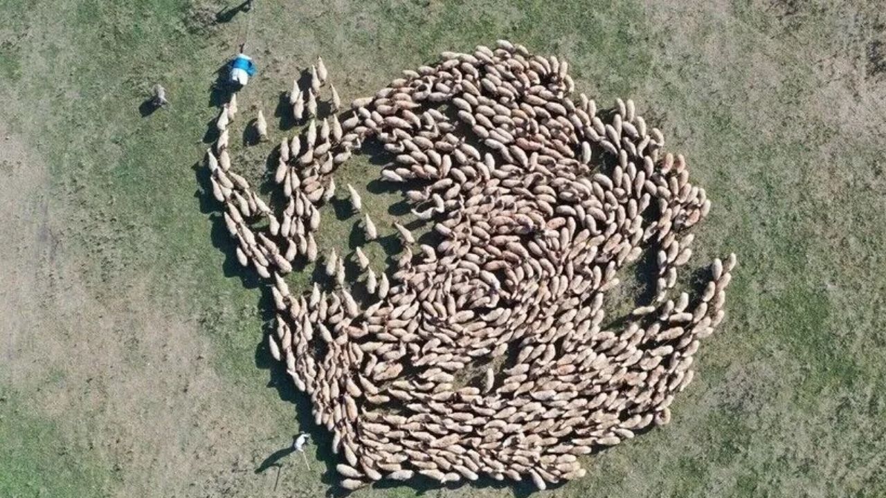 TİGEM Hayvan Varlığını 400 Binin Üzerine Taşıdı