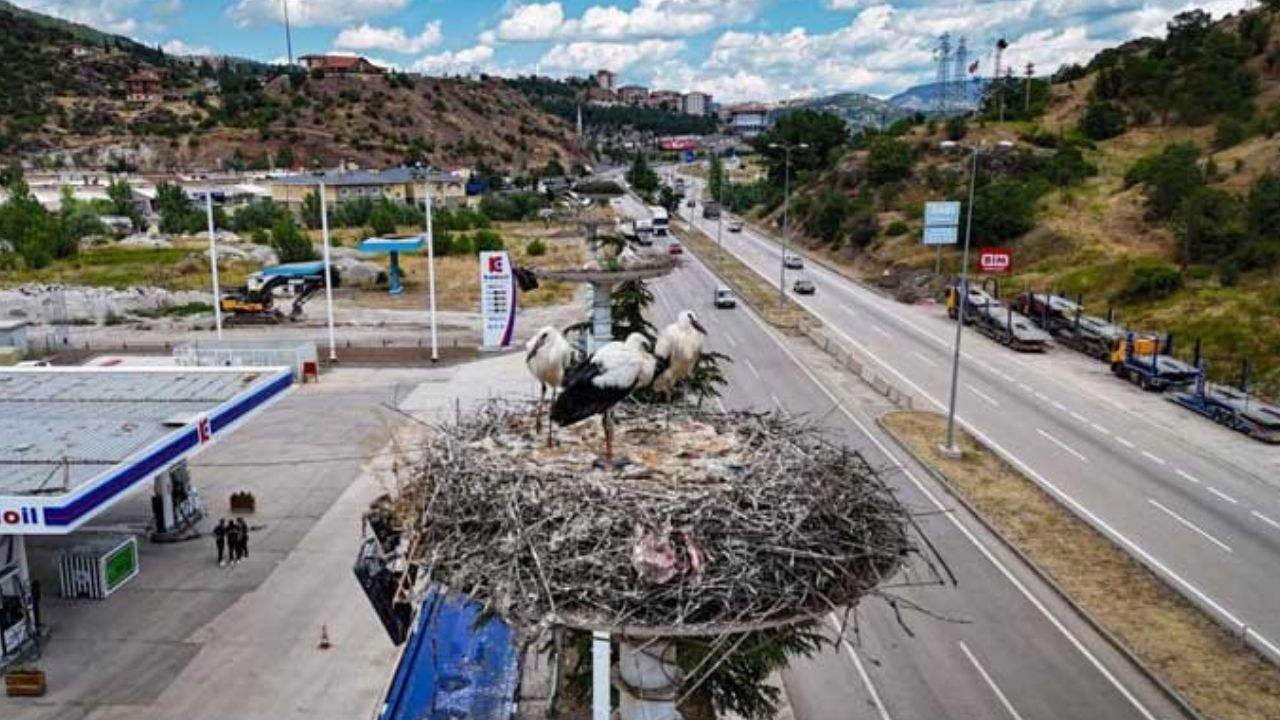 Kızılcahamam'daki Leylekler Yeni Yavrularıyla Binlerce Kilometrelik Göçe Hazırlanıyorlar