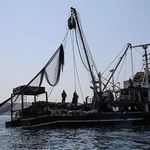 Balıkçılıkta Yeni Sezon Başlıyor: İhracat 2,3 Milyar Dolara Çıktı, İç Tüketim Dünyanın Gerisinde Kaldı