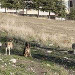 Ankara’da Sahipsiz Köpek Saldırısı Davasında Karar Netleşti