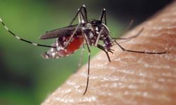 Sivrisinek Isırığına Ne iyi Gelir, Şişkinliği Nasıl Geçer?