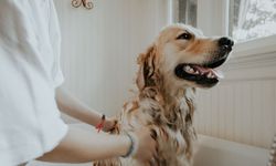 Köpeklerde Kulak Temizliği Nasıl Yapılmalıdır?