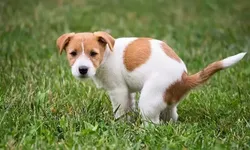 Köpekler Dışkılarken Neden Döner?