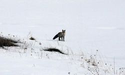 Ardahan'da Tilkiler Kar Altında Avlandı