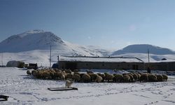 Van'da Besicilere Koyun Desteği