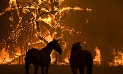 Avustralya'nın Güneydoğusundaki Orman Yangınları "Felaket Boyutlara" Ulaşabilir
