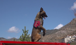 Gümüşhane'de Operasyonlara Dedektör Köpek Yardımı