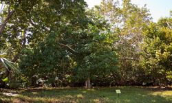 Dünyanın En Zehirli Ağacı Manchineel’e Dokunmak Öldürüyor