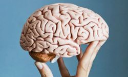 İnsan Beynine İlişkin Çarpıcı Araştırma