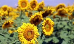 TİGEM’den 225 Bin Kilogramlık Ayçiçeği İhalesi