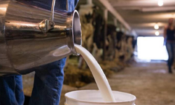 Türkiye'de Çiğ Süt Üretimi Azaldı