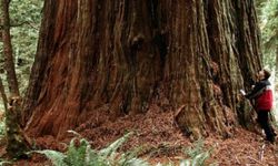 Hyperion: Dünyanın En Uzun Ağacı