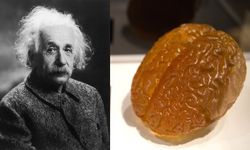 Einstein'ın Ölümünden Sonra Beynine Ne Oldu?