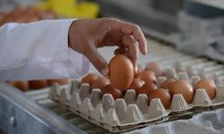Kuş Gribi Nedeniyle Yumurta Fiyatları Yükselişte