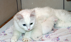 Van Kedisinin Doğum Oranı Yüzde 50 Arttı