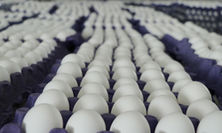 Yumurta Fiyatları Mayıs Çukuruna Yuvarlandı