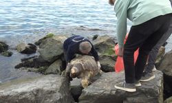 Avcılar Sahilinde Ölü Caretta Caretta Bulundu