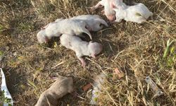 Manisa’da Çöp Konteynerine Atılmış 6 Yavru Köpek Bulundu