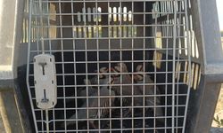 Van'da Keklik Avcılarına 24 Bin 300 Lira Ceza
