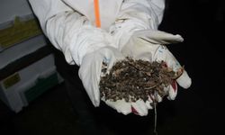 Çanakkale’de Toplu Arı Ölümleri Gerçekleşiyor