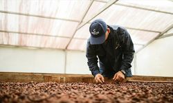 Kakao Fiyatlarında Tarihin En Hızlı Haftalık Düşüşü Yaşandı