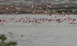 Beypazarı’nda Flamingolar Piyasaya Çıktı