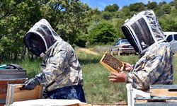 Arıcılar, Dinek Dağı'nda Devlet Desteğiyle Bal Üretiyor